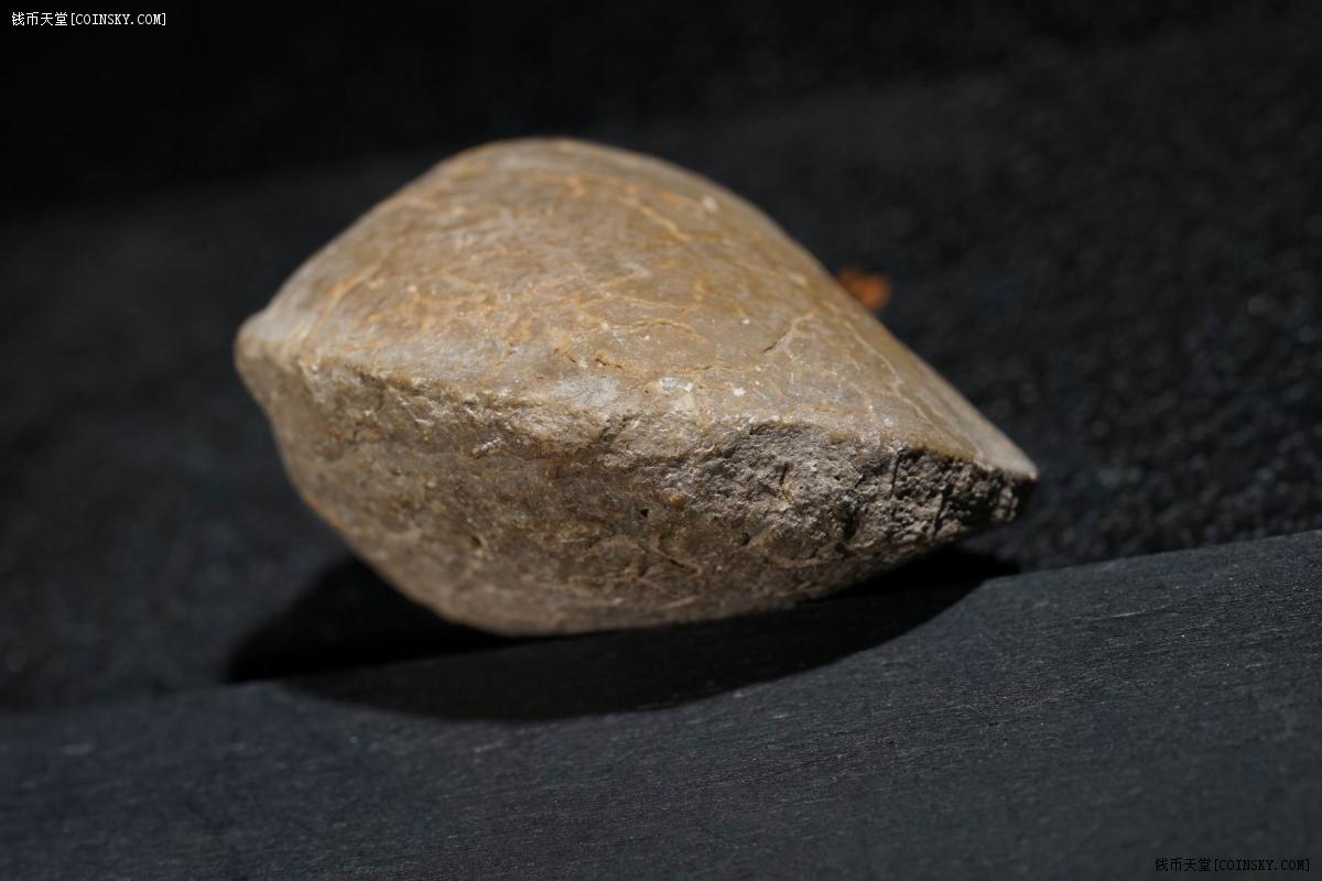 6g贝壳化石】新疆南疆远古生物化石特拍