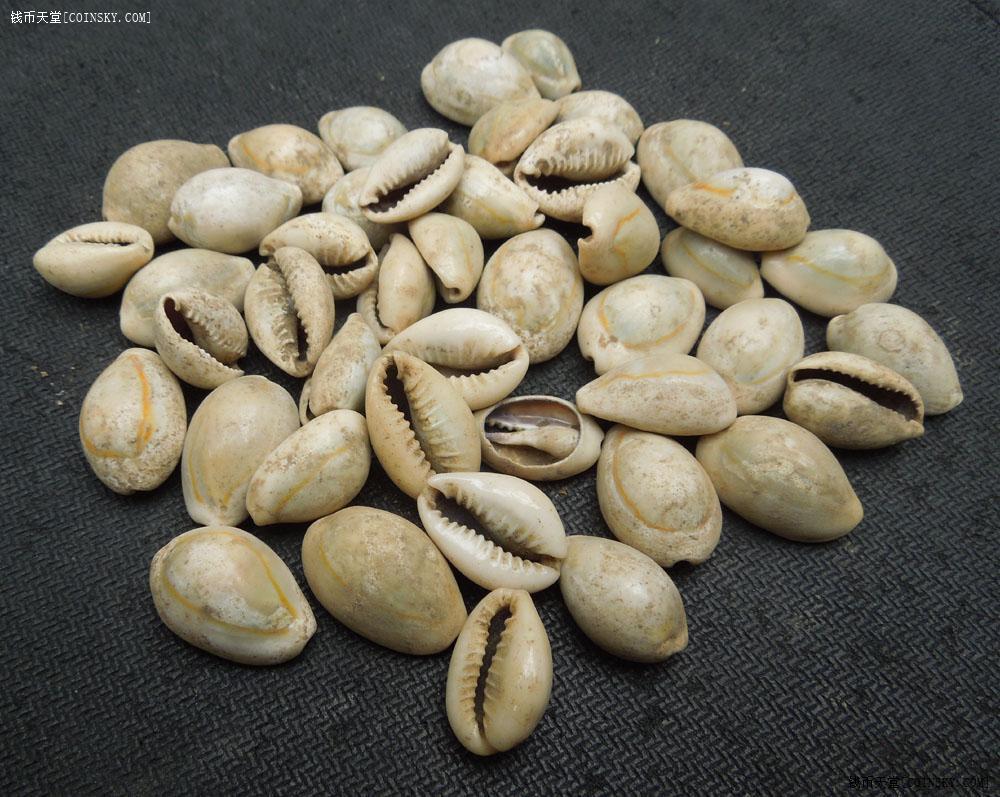 钱币天堂·交易区详情·精挑细选天然海贝500枚(包真包老)