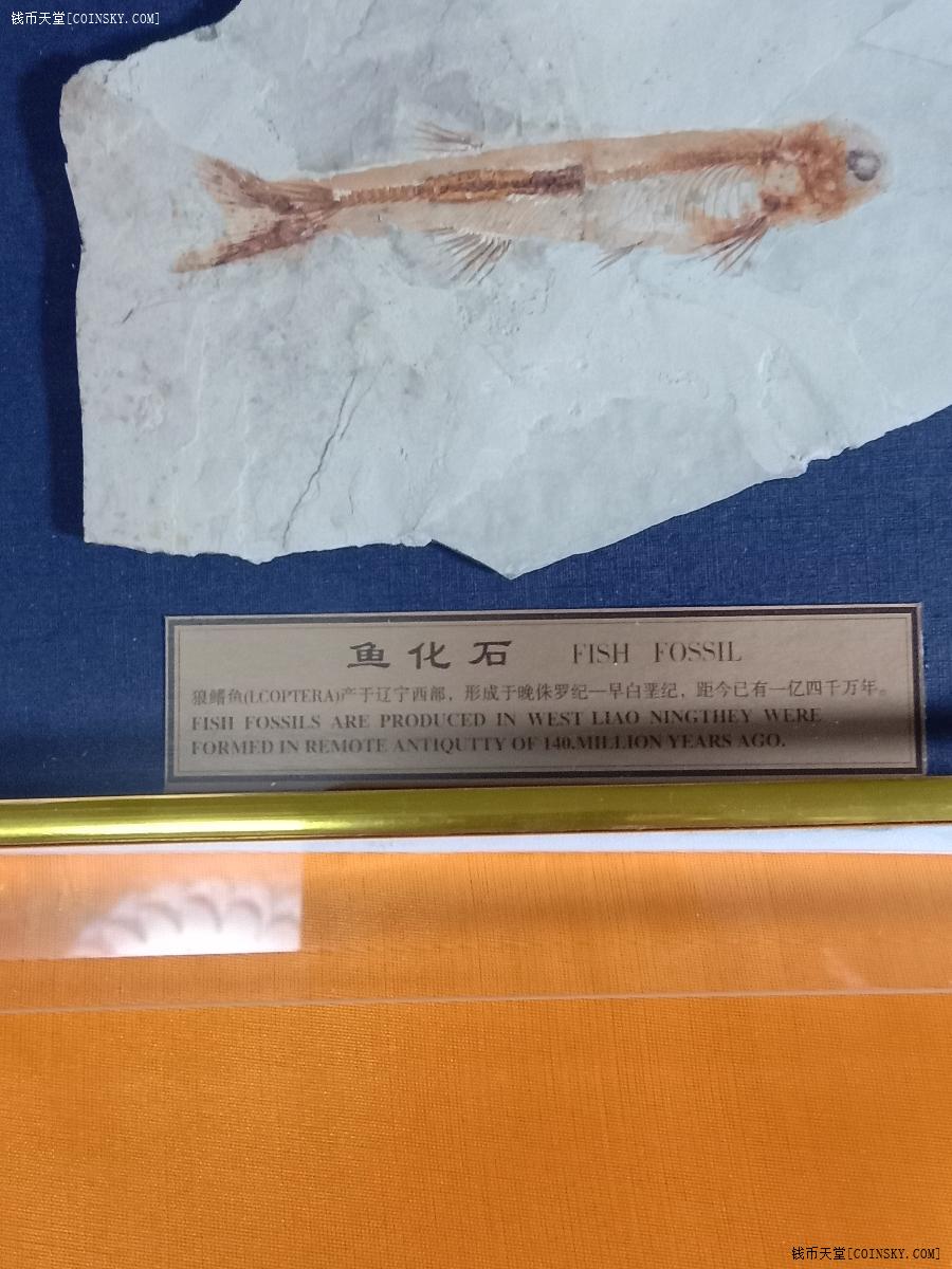 钱币天堂·交易区详情·辽西侏罗纪狼鳍鱼古生物化石