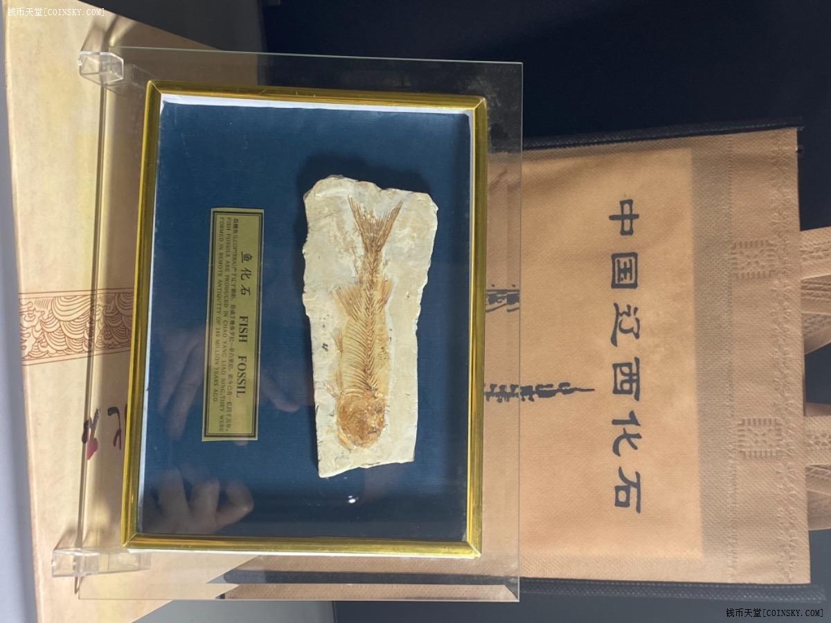 钱币天堂·交易区详情·天然古生物狼鳍鱼化石1