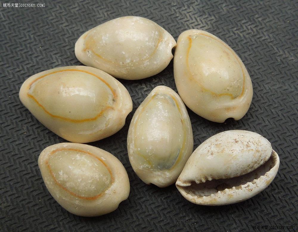 钱币天堂·交易区详情·精挑细选海贝币500枚(最后一包)