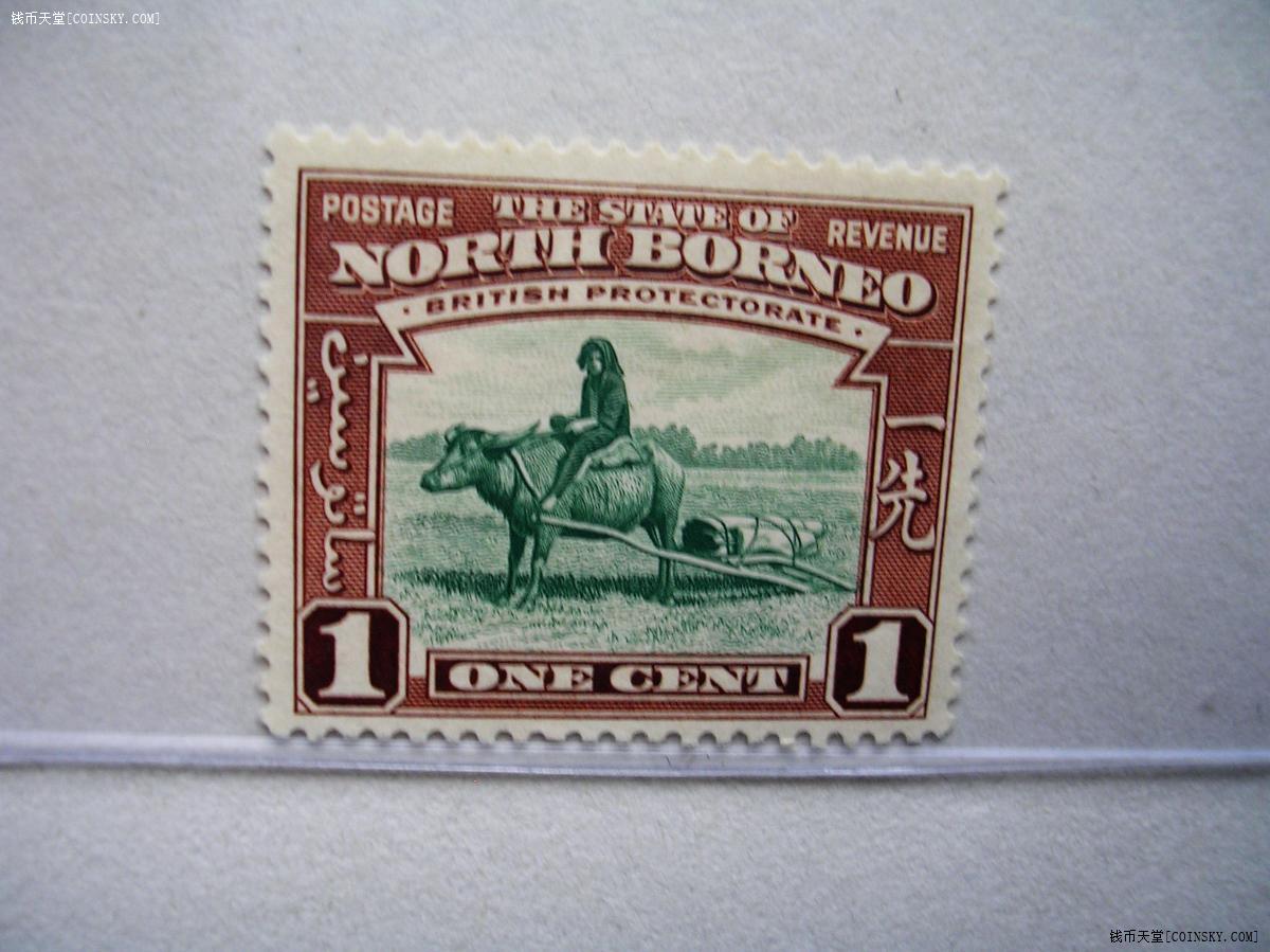 北婆罗洲1939.中文.一先(水牛运输).动物风情.新