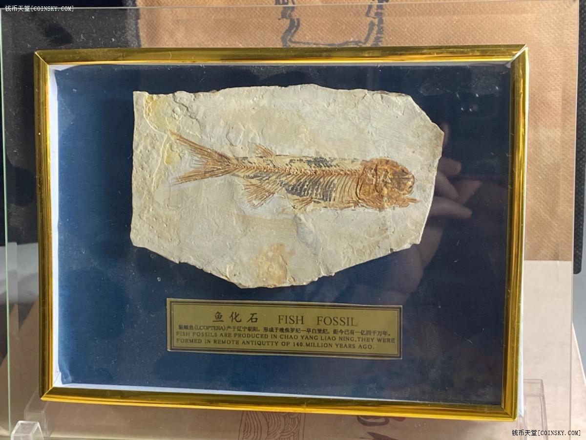 盾皮鱼化石图片