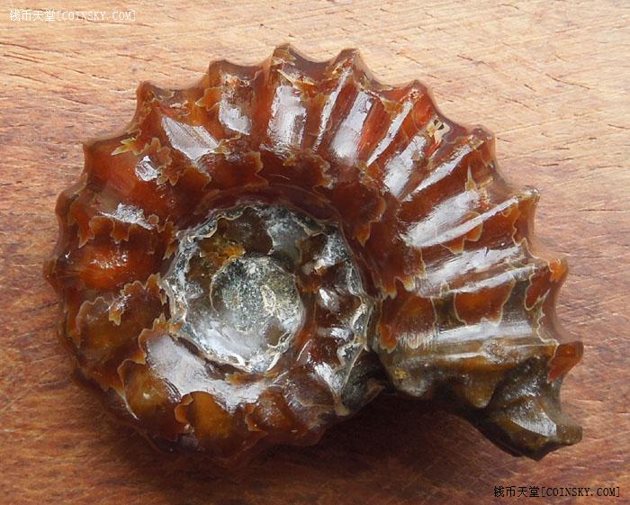 钱币天堂·交易区详情·精美深玉化窦维雷菊石化石(包真包老)