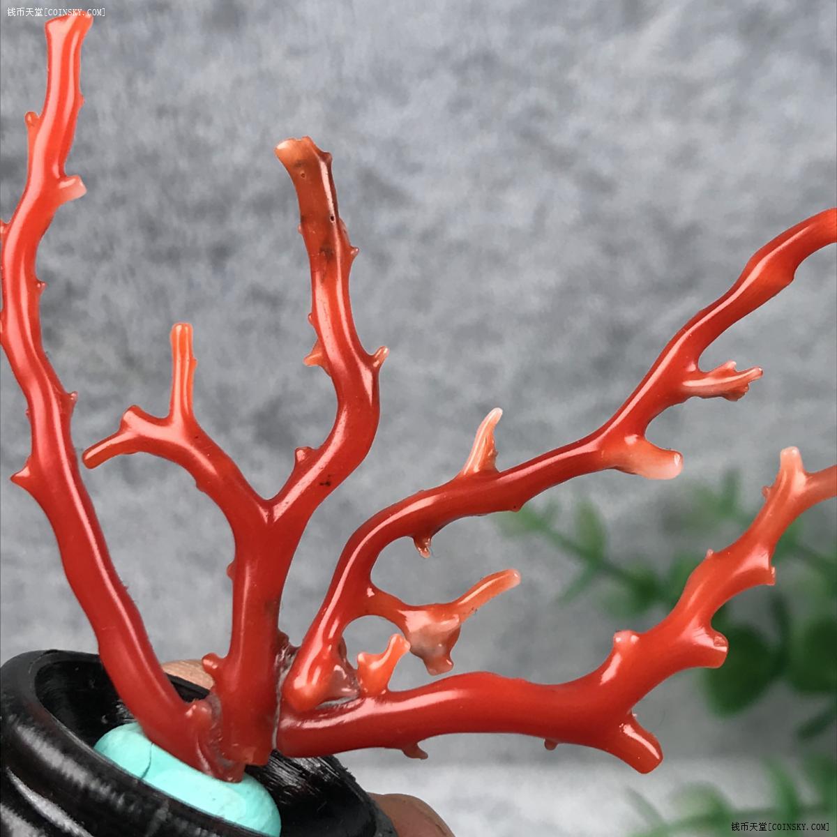 钱币天堂·交易区详情·天然阿卡红珊瑚枝雅景(假一赔十)