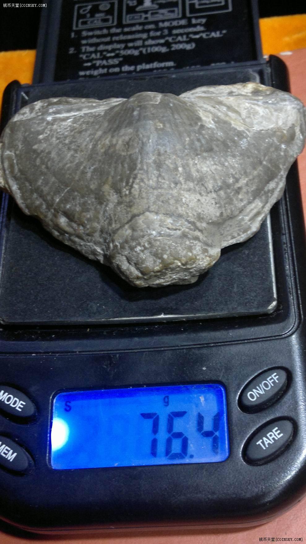 钱币天堂·交易区详情·『新疆-品玉轩』远古生物:76.4g【贝壳 化石】