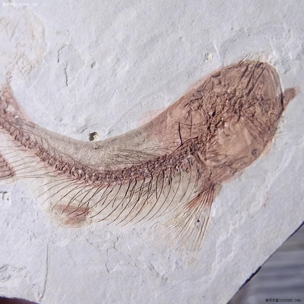 钱币天堂·交易区详情·天然古生物鱼化石