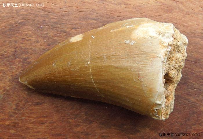 钱币天堂·交易区详情·特惠大个漂亮天然沧龙牙齿化石(包真包老)